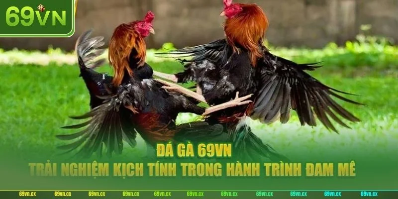Tổng quan sơ lược thông tin về sảnh đá gà 69VN.