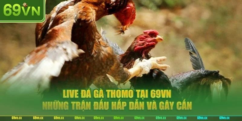 Trường gà 69VN sở hữu đa dạng các kèo chơi hấp dẫn.